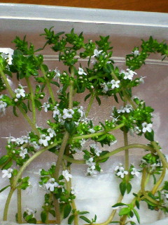 タイムの花が咲いたよ