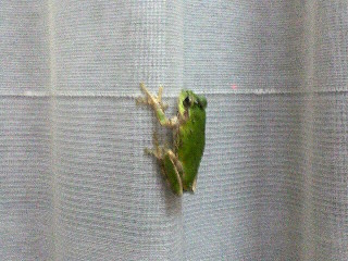 かえるちゃん