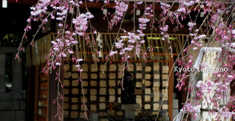 岡崎神社の桜