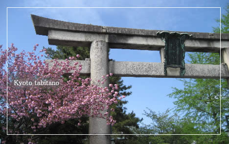 八坂神社 桜