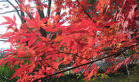 紅葉
