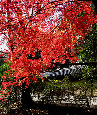 紅葉