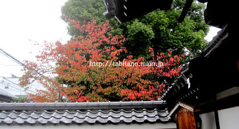 阿弥陀寺 紅葉