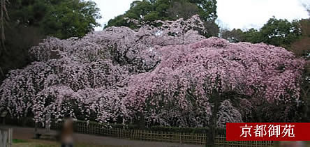 京都御苑 桜