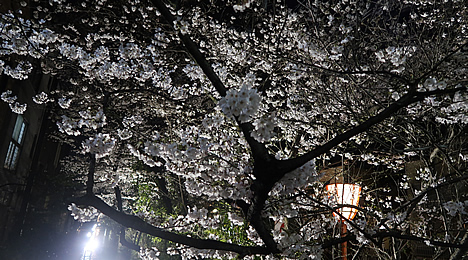 木屋町 桜