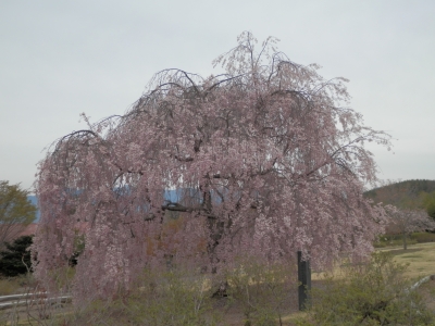 前山寺 桜