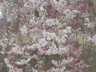前山寺 桜