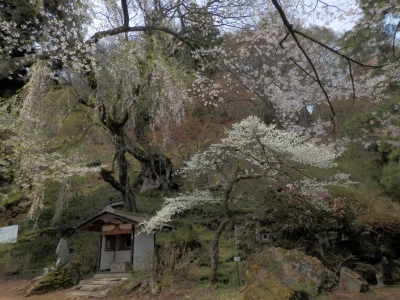 高顕寺 花