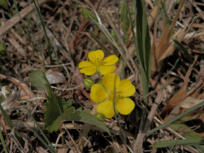 黄色い花(菅平高原オオマツ)