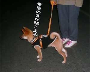 柴犬ナツ!夜のお散歩