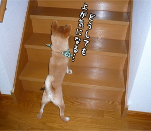 柴犬ナツ!階段気になる