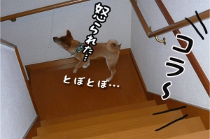 柴犬ナツ!怒られた