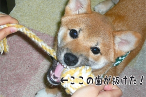 柴犬ナツ、歯が抜けた