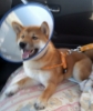 柴犬・去勢手術