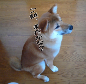 柴犬ナツ!おすわり