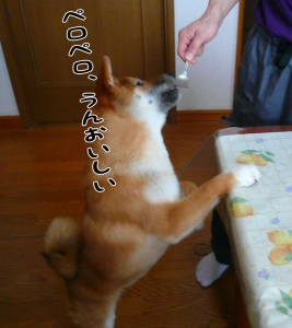 柴犬ナツ!味見