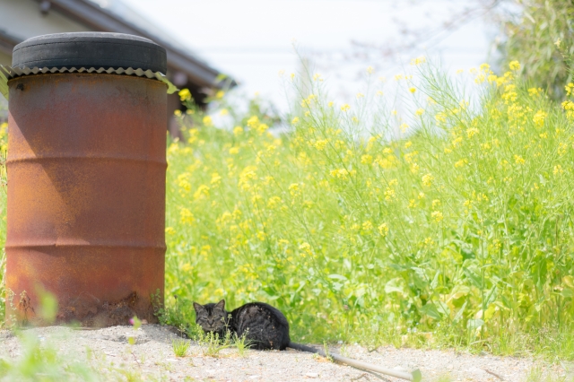 小湊鐵道 猫駅長