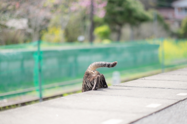 小湊鐵道 猫駅長