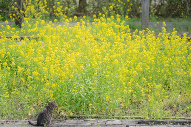 小湊鐵道 猫駅長
