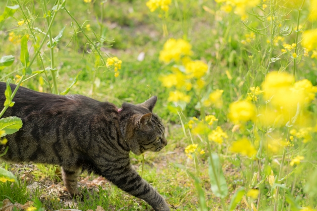 小湊鐵道 猫駅長