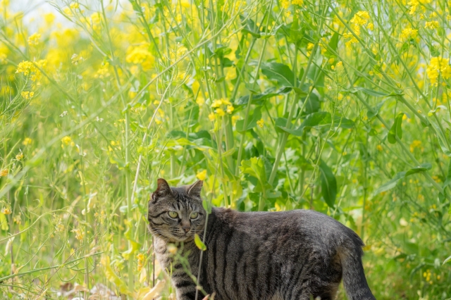 小湊鐵道 猫駅長