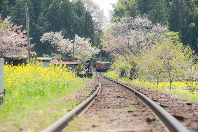 小湊鐵道 猫駅長