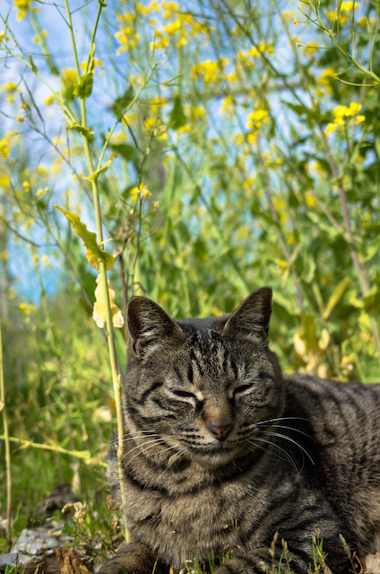 小湊鐵道 猫駅長