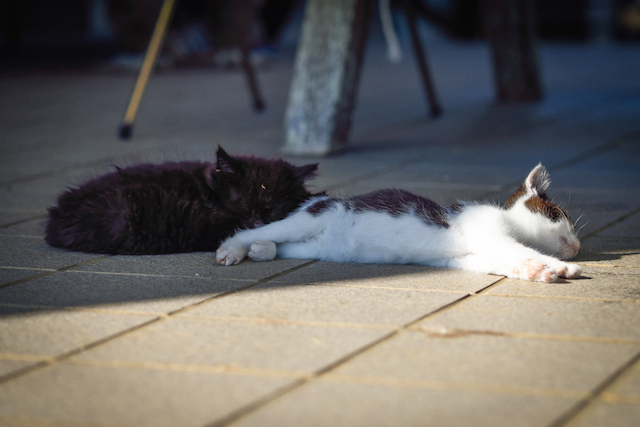 宮城県 田代島の猫