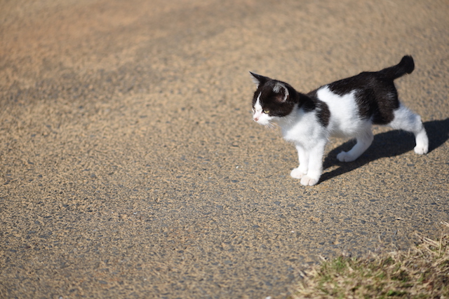 宮城県 田代島の猫