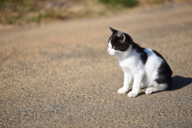 宮城県 田代島の猫