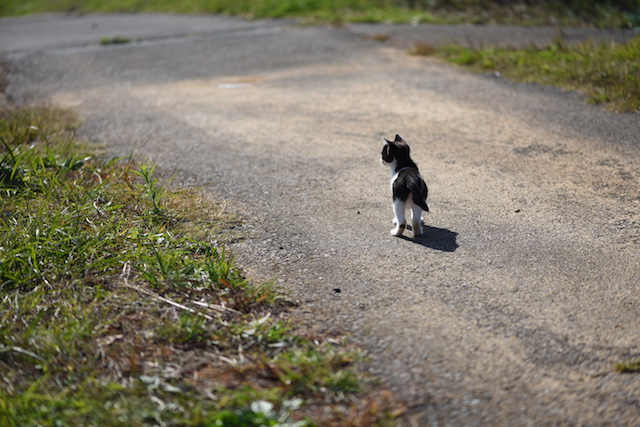 宮城県 田代島の猫