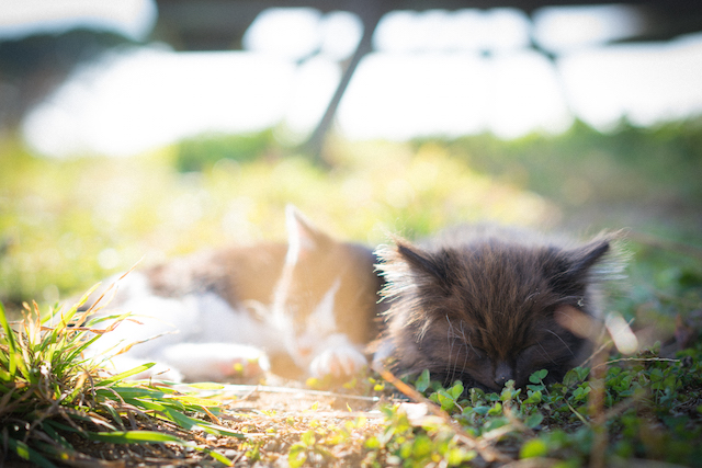 宮城県 田代島の猫