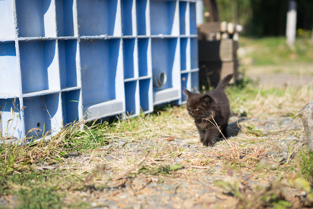 宮城県 田代島の猫
