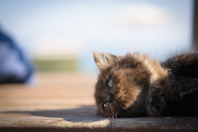 宮城県 田代島の猫