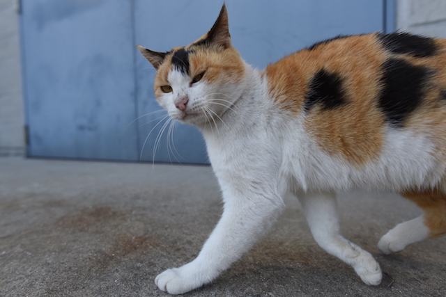 岡山県 真鍋島の猫