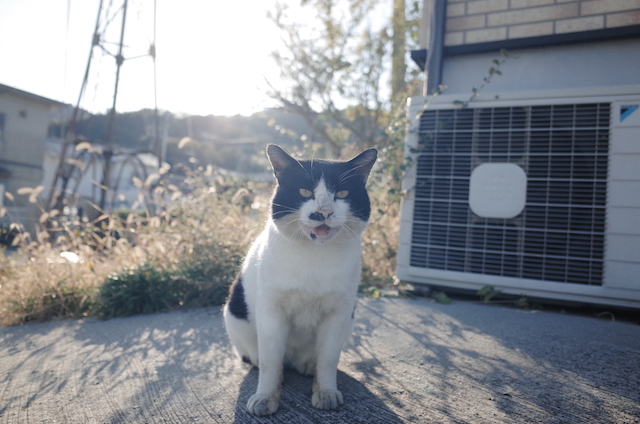 岡山県 真鍋島の猫