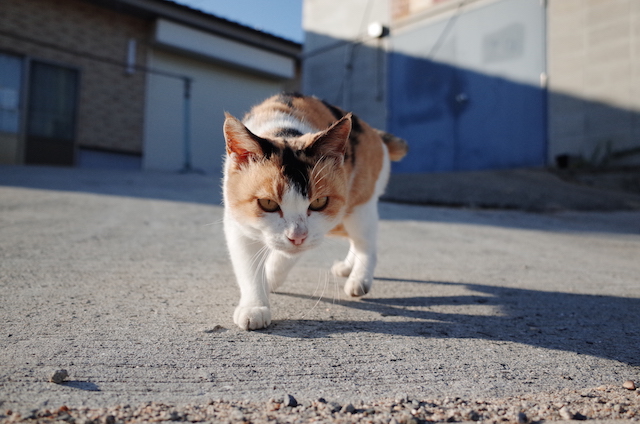 岡山県 真鍋島の猫