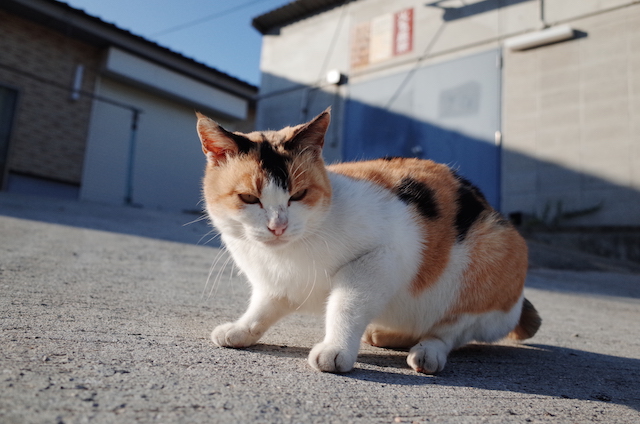 岡山県 真鍋島の猫