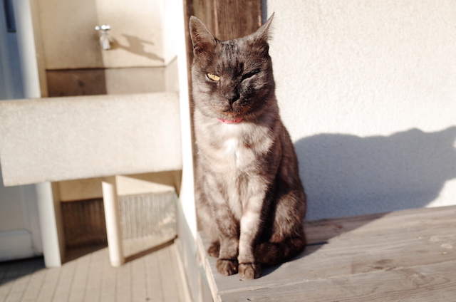 岡山県 真鍋島の猫