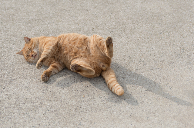 兵庫県 淡路島の猫