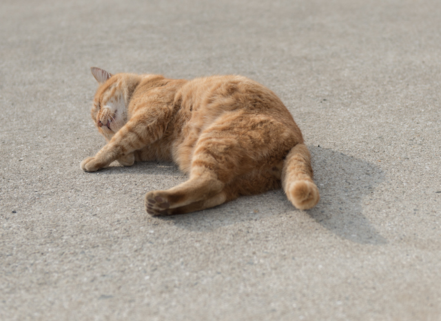 兵庫県 淡路島の猫