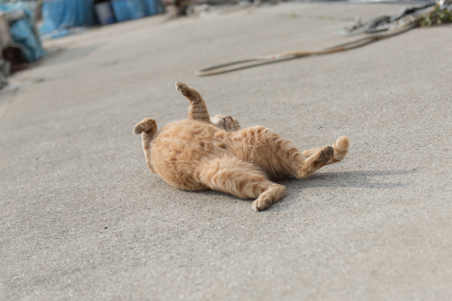 兵庫県 淡路島の猫
