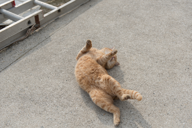 兵庫県 淡路島の猫