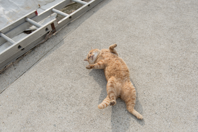 兵庫県 淡路島の猫
