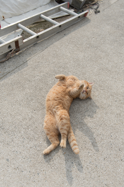兵庫県 淡路島の猫