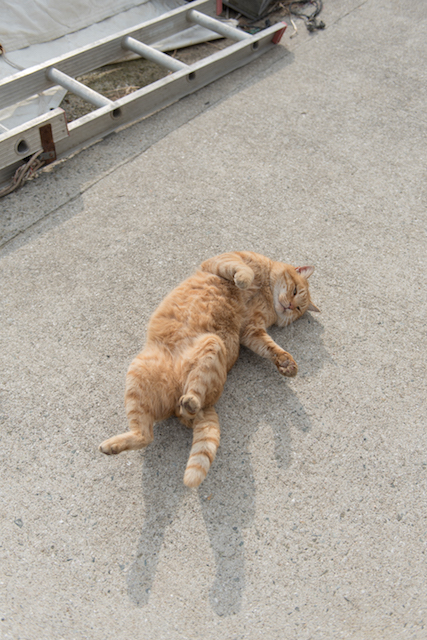 兵庫県 淡路島の猫
