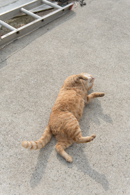 兵庫県 淡路島の猫
