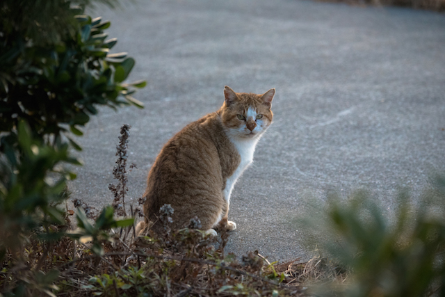 兵庫県 沼島の猫