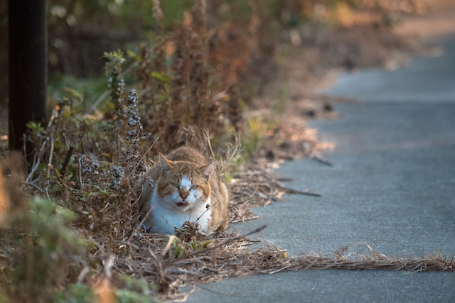 兵庫県 沼島の猫