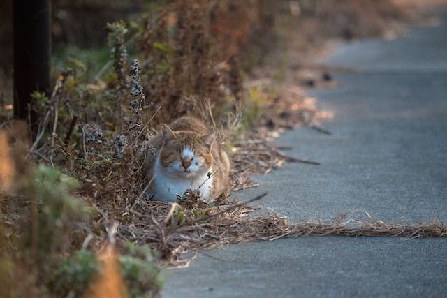 兵庫県 沼島の猫